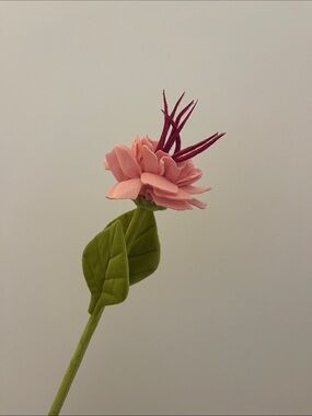 CJ Hendry plush pink ranunculus flower